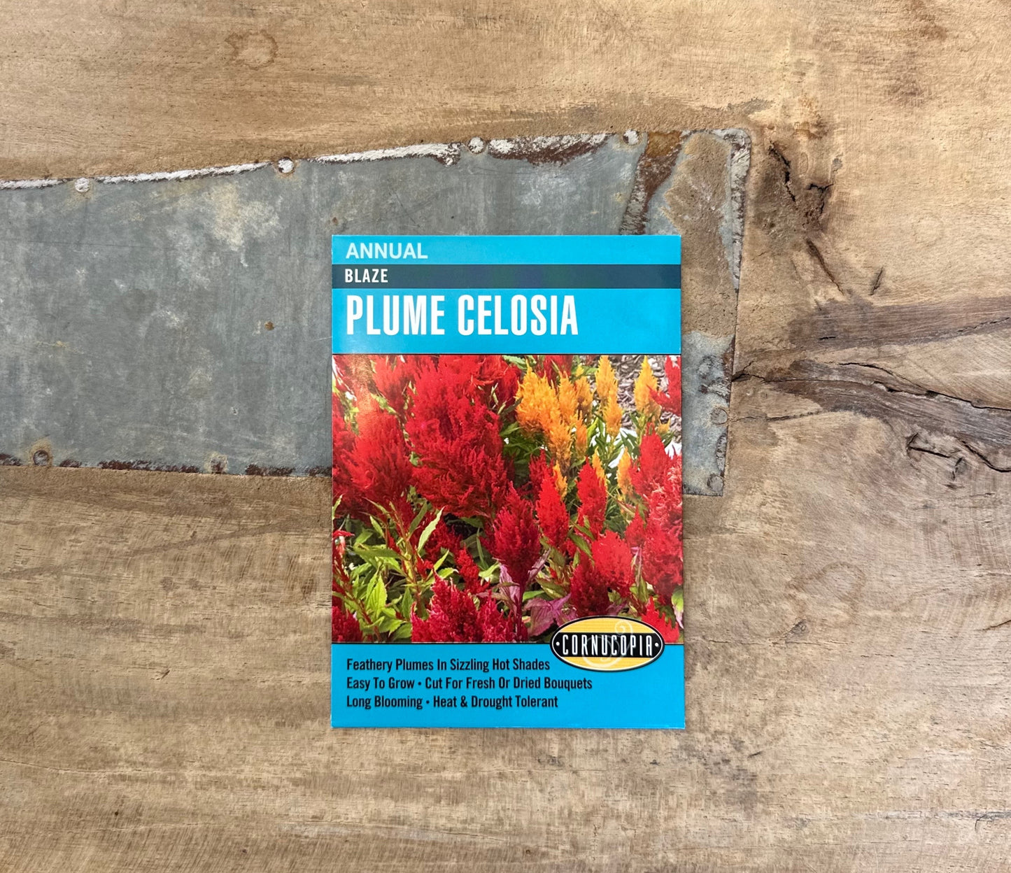Blaze Plume Celosia Seeds